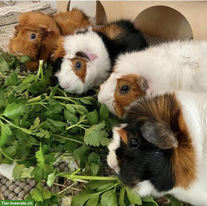Suche Meerschweinchen-Gruppe für Aussengehege