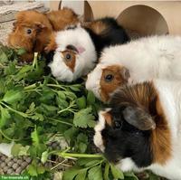 Suche Meerschweinchen-Gruppe für Aussengehege