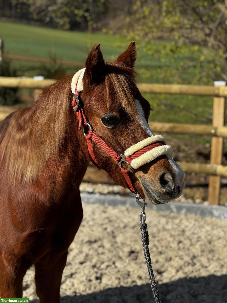 Ruhiges Kinderpony, Fuchsstute, 1.28m