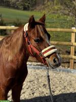 Ruhiges Kinderpony, Fuchsstute, 1.28m