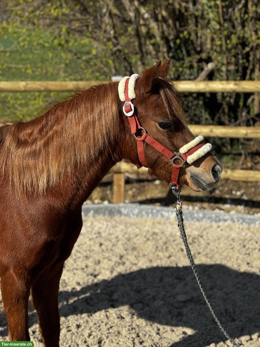 Bild 2: Ruhiges Kinderpony, Fuchsstute, 1.28m