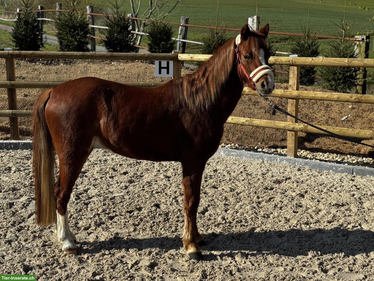 Bild 3: Ruhiges Kinderpony, Fuchsstute, 1.28m
