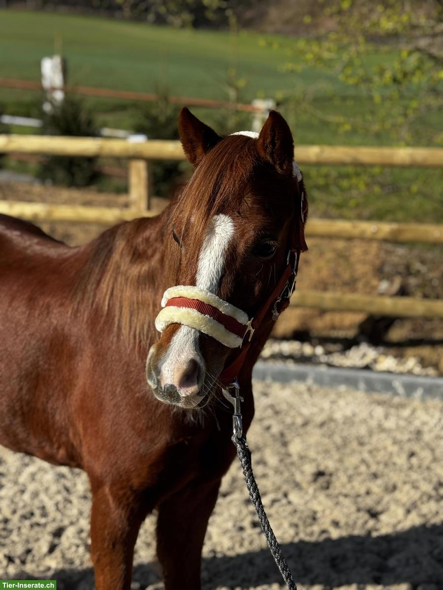 Bild 4: Ruhiges Kinderpony, Fuchsstute, 1.28m