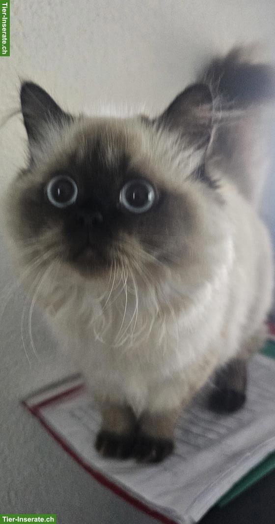 Junge Britisch Kurzhaar/Langhaar x Ragdoll Mix Katze