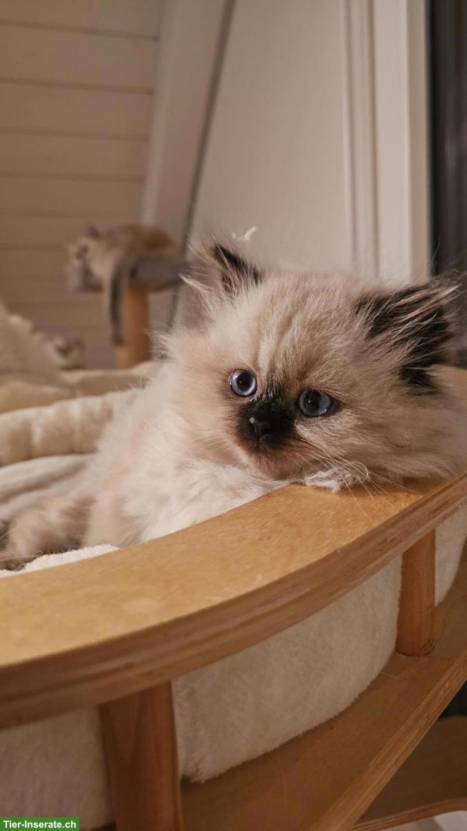 Bild 2: Junge Britisch Kurzhaar/Langhaar x Ragdoll Mix Katze