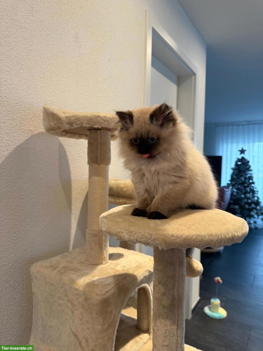 Bild 3: Junge Britisch Kurzhaar/Langhaar x Ragdoll Mix Katze