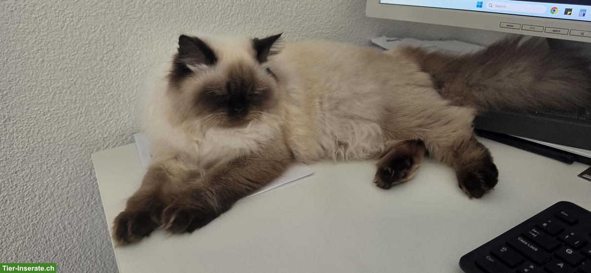 Bild 4: Junge Britisch Kurzhaar/Langhaar x Ragdoll Mix Katze