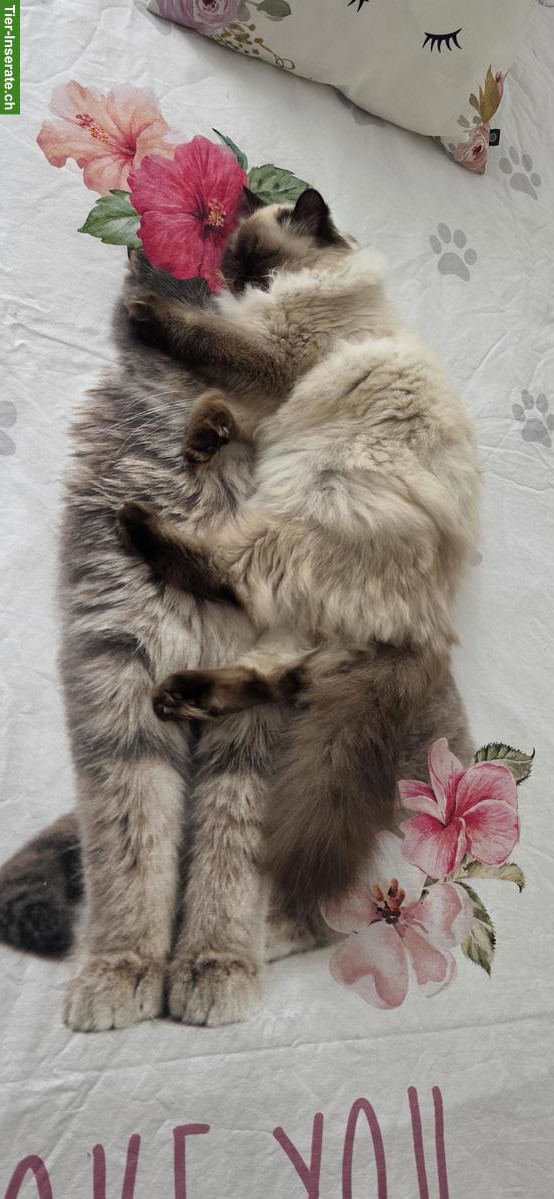 Bild 5: Junge Britisch Kurzhaar/Langhaar x Ragdoll Mix Katze