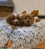 Zuckersüße Cavapoo Welpen, noch 1 Rüde
