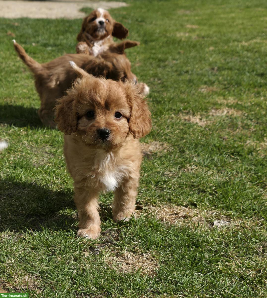 Bild 2: Zuckersüße Cavapoo Welpen, noch 1 Rüde