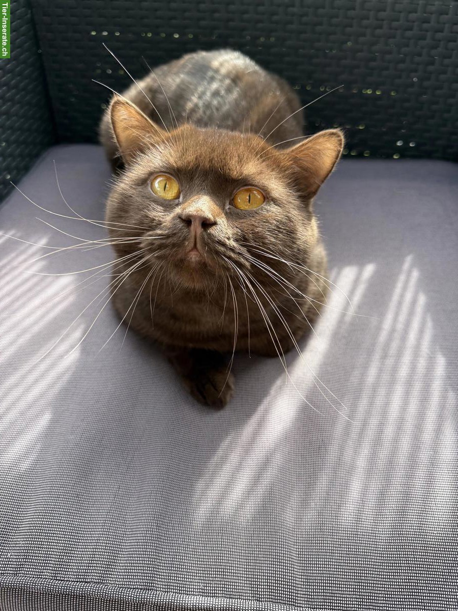 Bild 3: Deckkater BKH choco mit Blutgruppe A