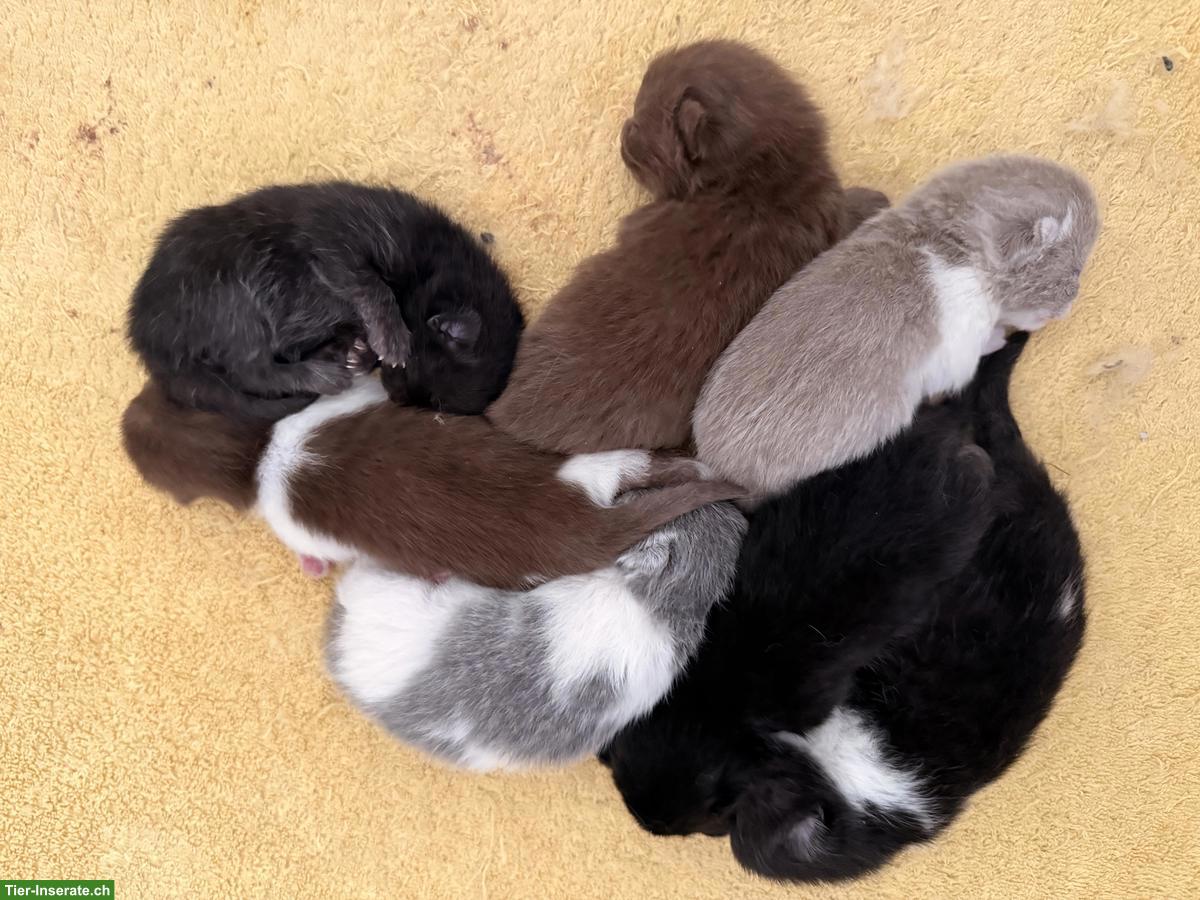 Bild 5: Deckkater BKH choco mit Blutgruppe A