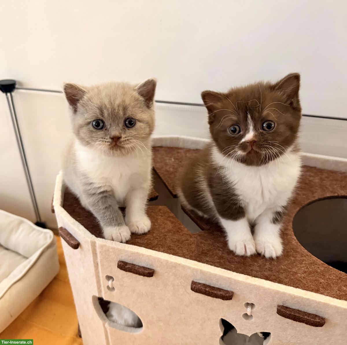 Bild 6: Deckkater BKH choco mit Blutgruppe A