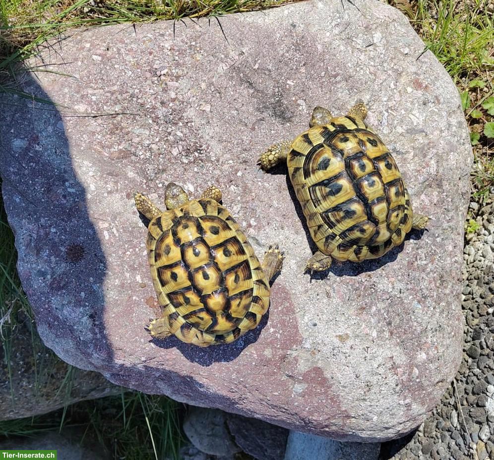 Griechisches Landschildkröten-Paar aus Aussengehege