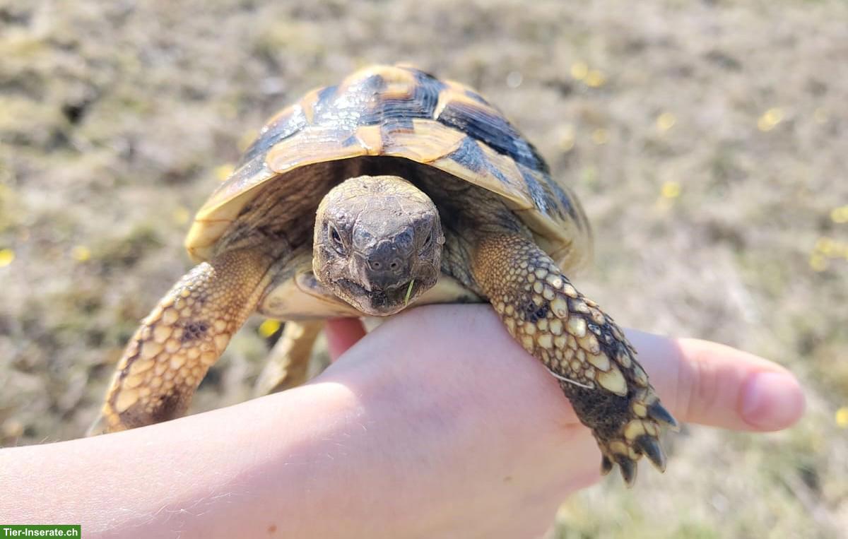 Bild 2: Griechisches Landschildkröten-Paar aus Aussengehege