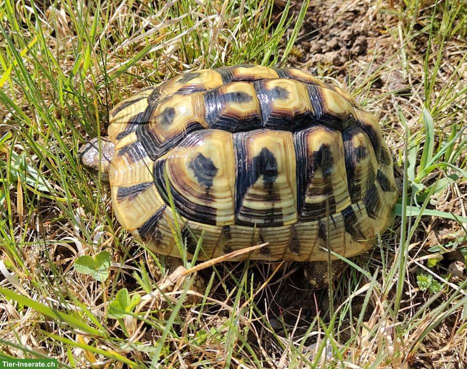 Bild 3: Griechisches Landschildkröten-Paar aus Aussengehege