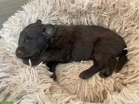 Flat Coated Retriever Welpen, braun (Liver)