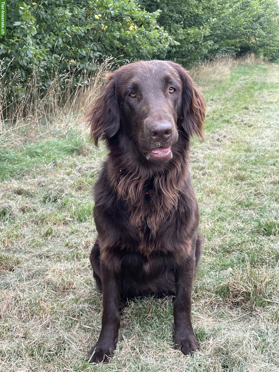 Bild 2: Flat Coated Retriever Welpen, braun (Liver)