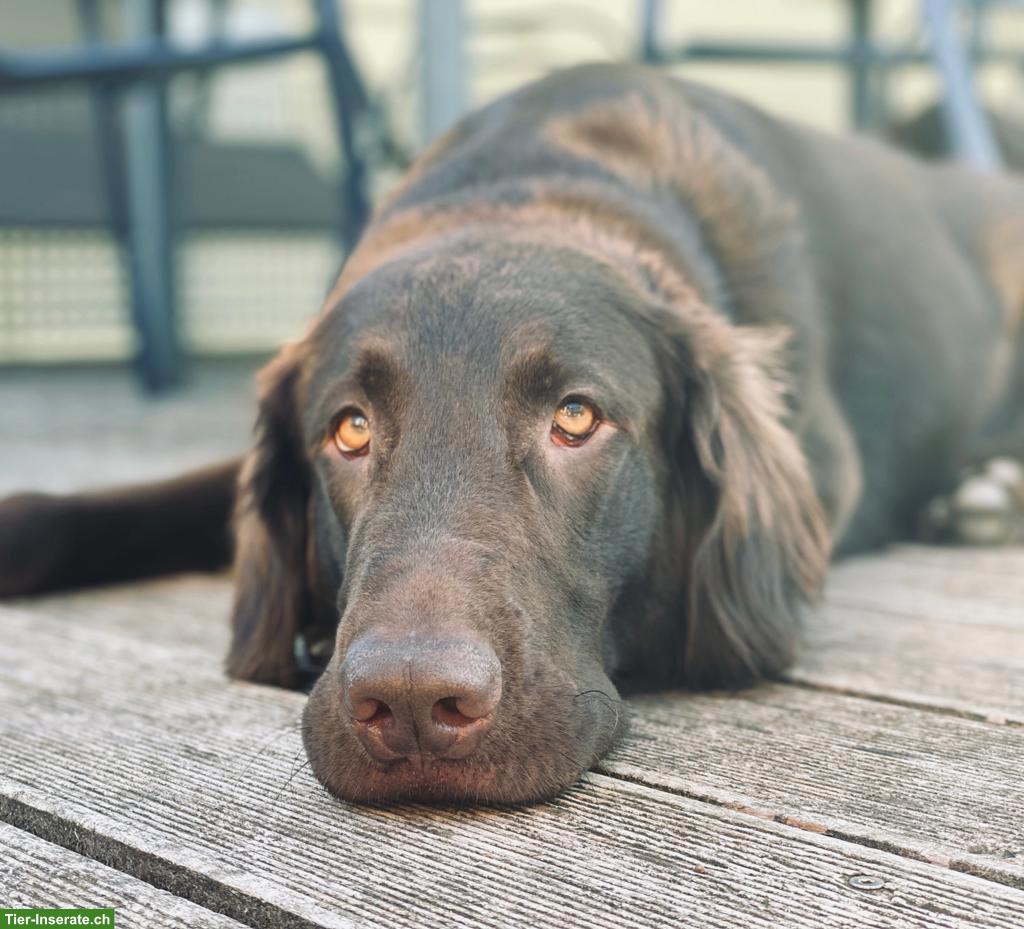 Bild 3: Flat Coated Retriever Welpen, braun (Liver)