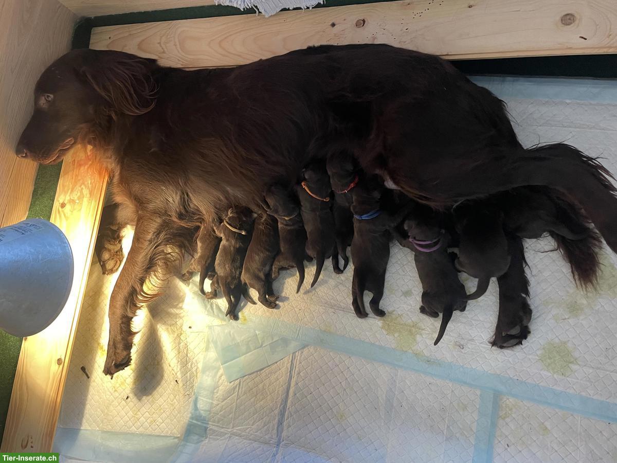 Bild 4: Flat Coated Retriever Welpen, braun (Liver)