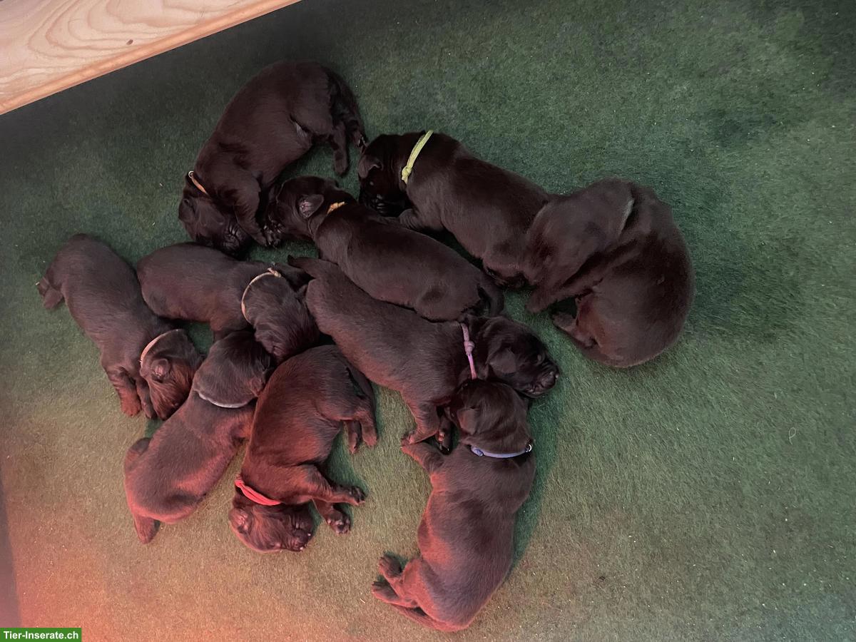 Bild 5: Flat Coated Retriever Welpen, braun (Liver)