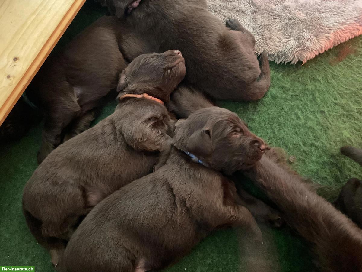 Bild 6: Flat Coated Retriever Welpen, braun (Liver)
