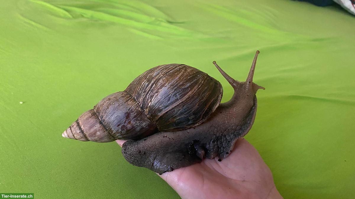 Afrikanische Riesenschnecken (Achatina fulica) abzugeben
