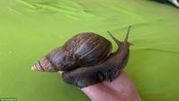 Afrikanische Riesenschnecken (Achatina fulica) abzugeben