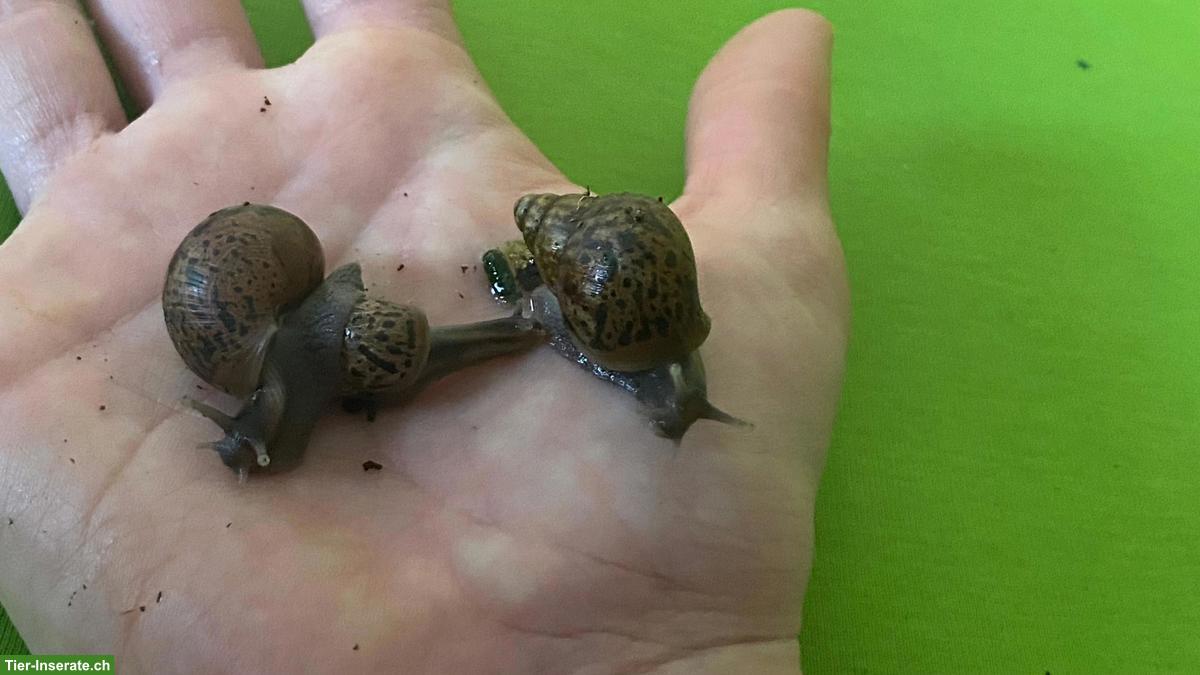 Bild 2: Afrikanische Riesenschnecken (Achatina fulica) abzugeben