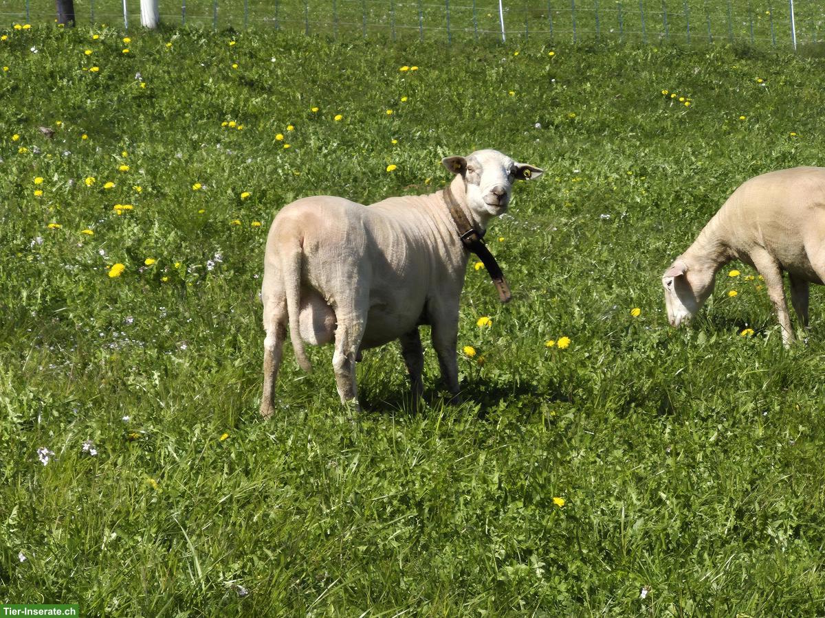 Spiegelschaf-Bock zu verkaufen