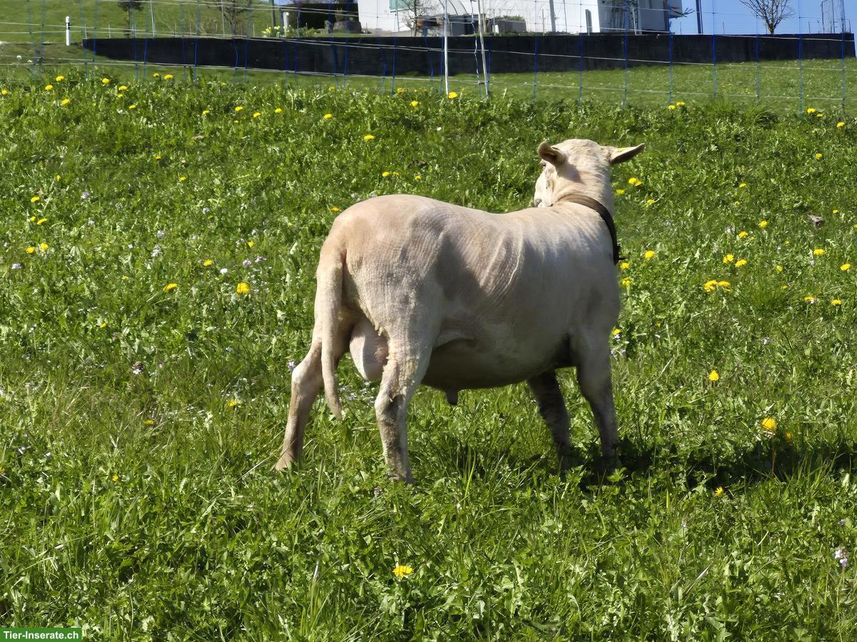 Bild 2: Spiegelschaf-Bock zu verkaufen