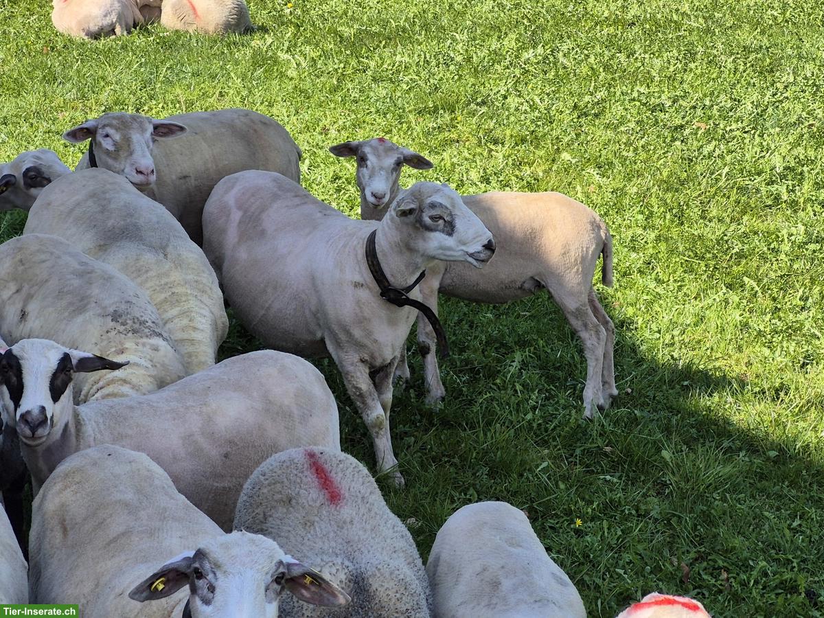 Bild 3: Spiegelschaf-Bock zu verkaufen