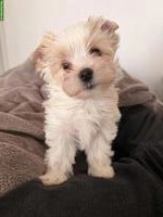 Biscuit von Goldstar - kleiner Yorkshire Terrier sucht sein Zuhause