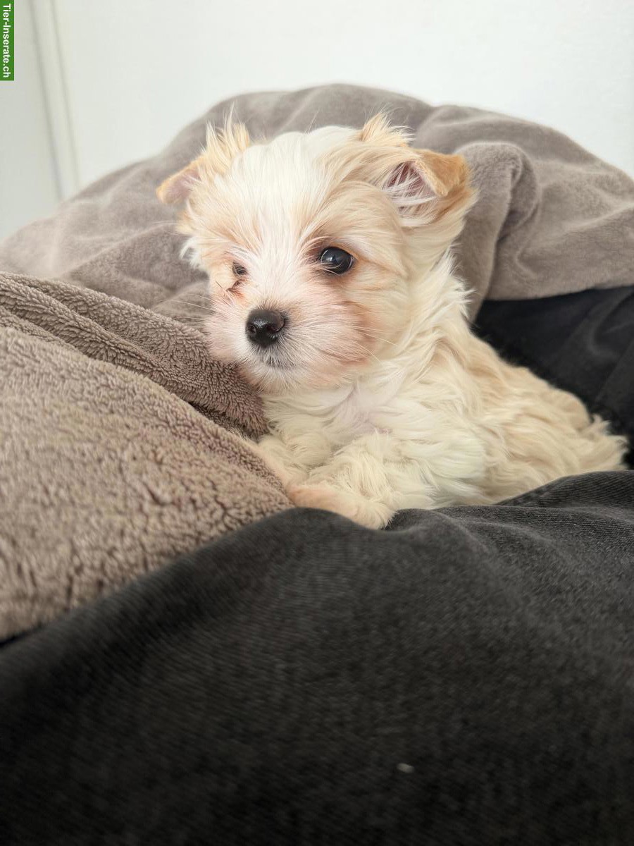 Bild 2: Biscuit von Goldstar - kleiner Yorkshire Terrier sucht sein Zuhause