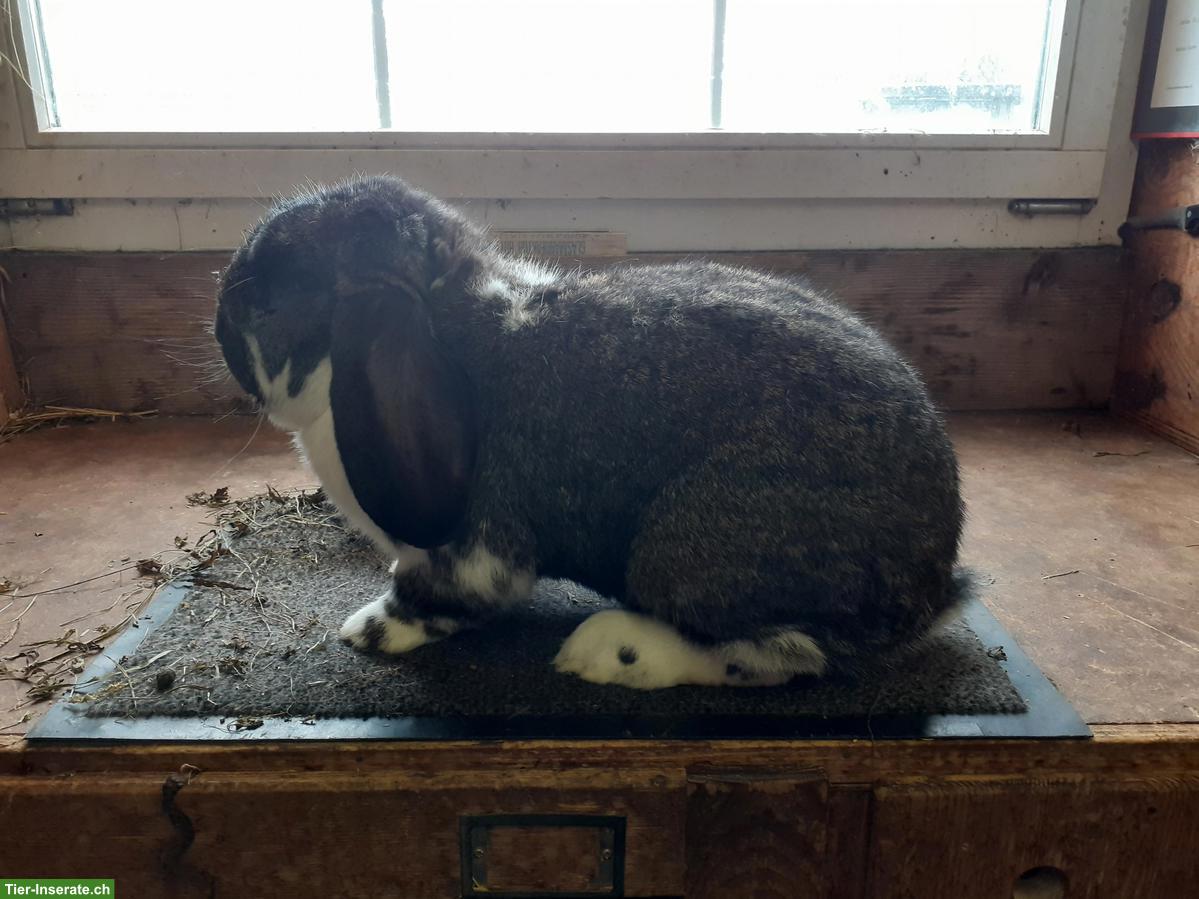 Französische Widder: Rammler, Zibbe & Jungtiere