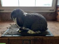 Französische Widder: Rammler, Zibbe & Jungtiere