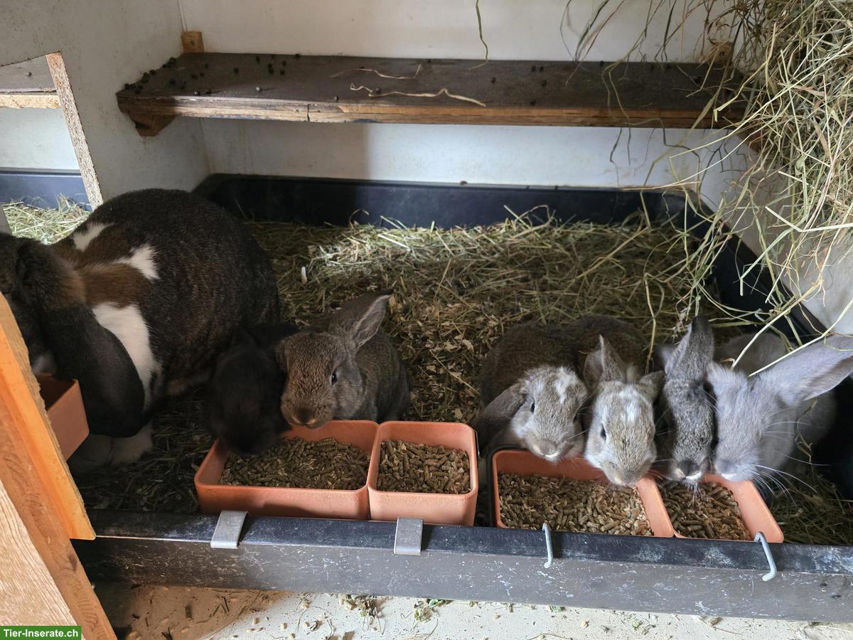 Bild 2: Französische Widder: Rammler, Zibbe & Jungtiere