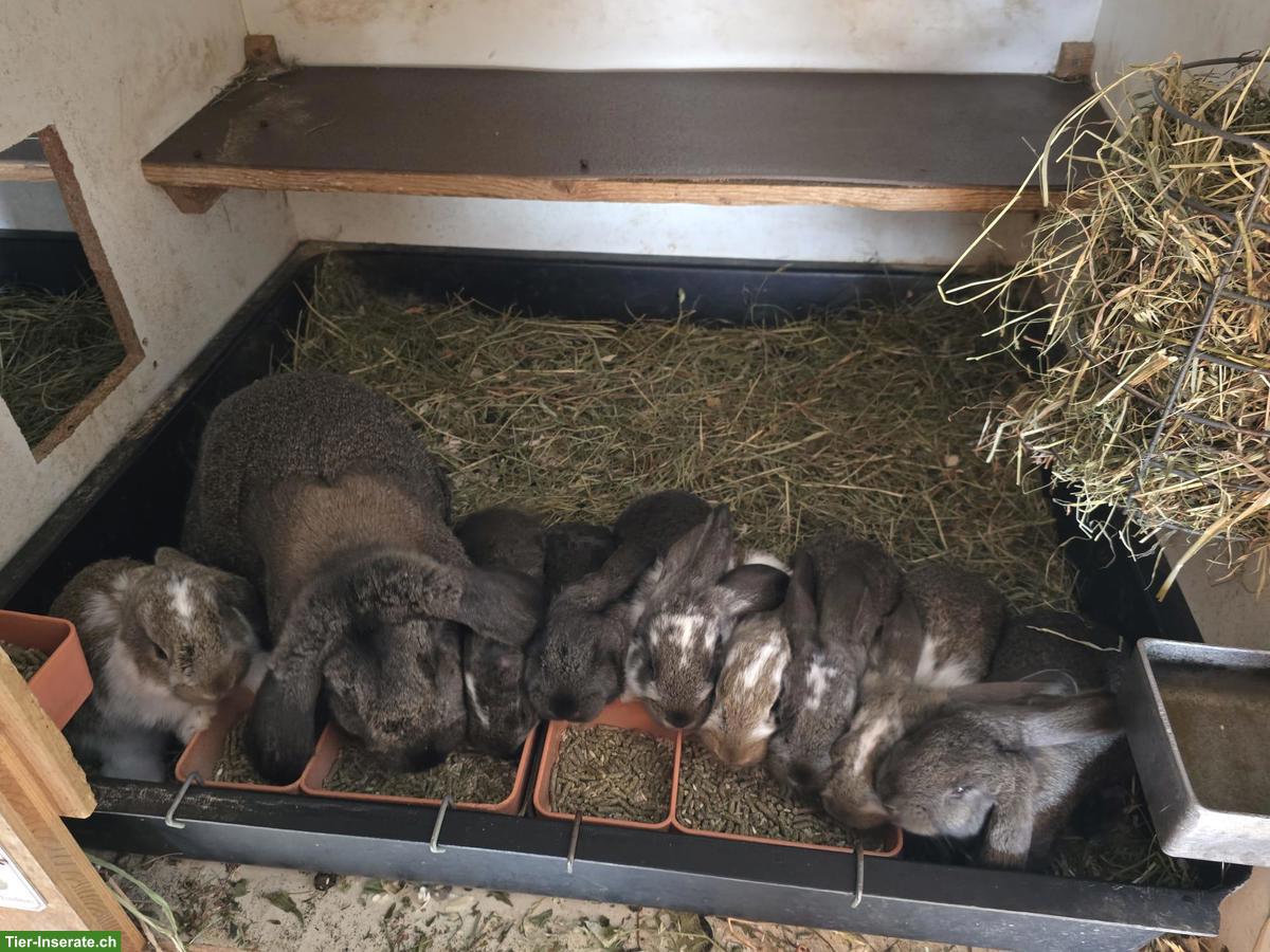 Bild 3: Französische Widder: Rammler, Zibbe & Jungtiere