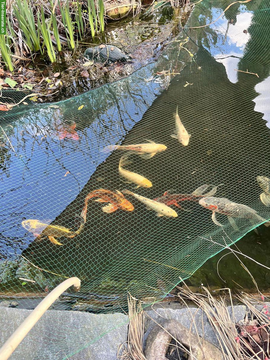 Schöne Koi-Karpfen zu verkaufen 🐟