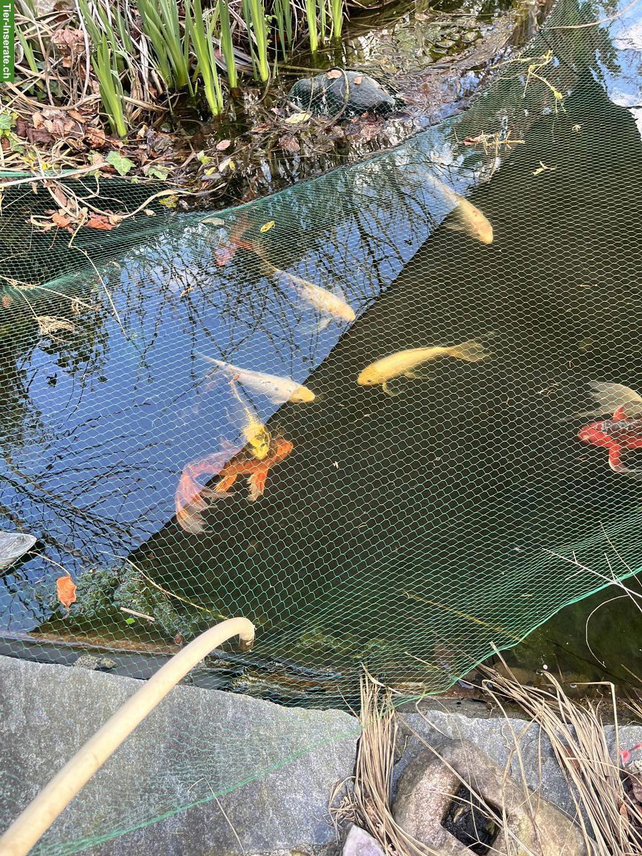 Bild 2: Schöne Koi-Karpfen zu verkaufen 🐟