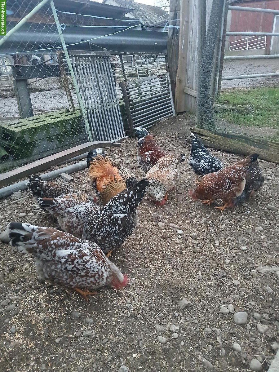 Bruteier Schwedische Blumenhühner