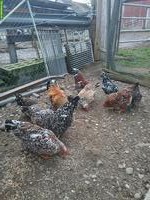 Bruteier Schwedische Blumenhühner