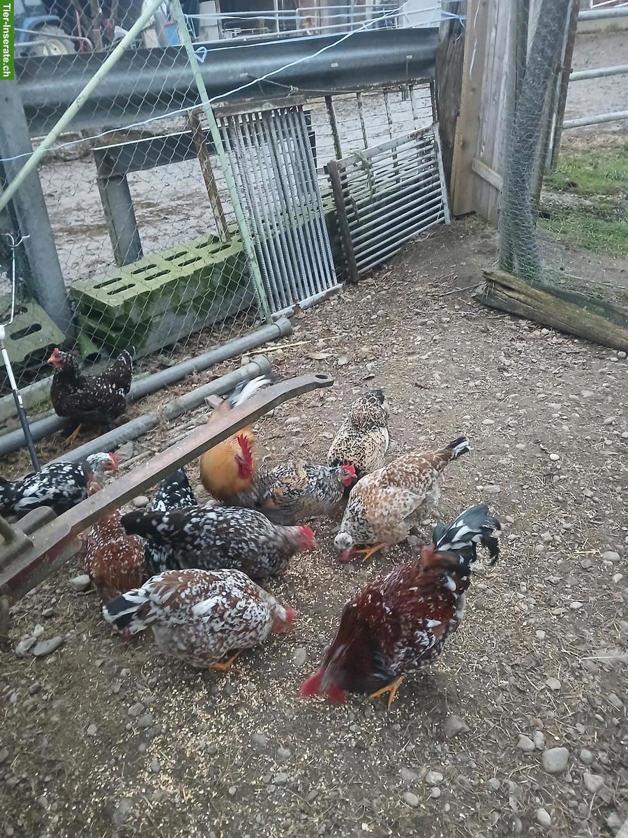 Bild 2: Bruteier Schwedische Blumenhühner