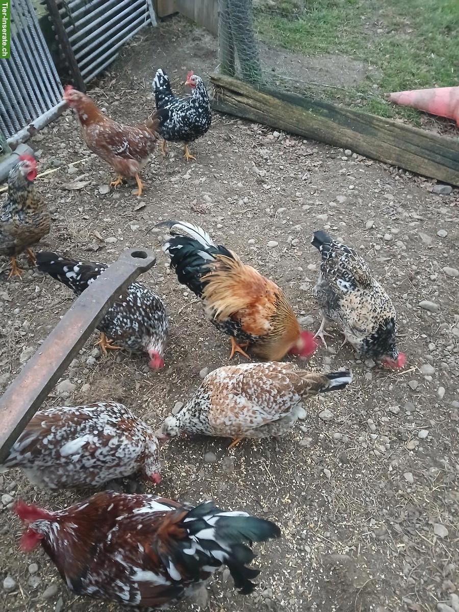 Bild 3: Bruteier Schwedische Blumenhühner