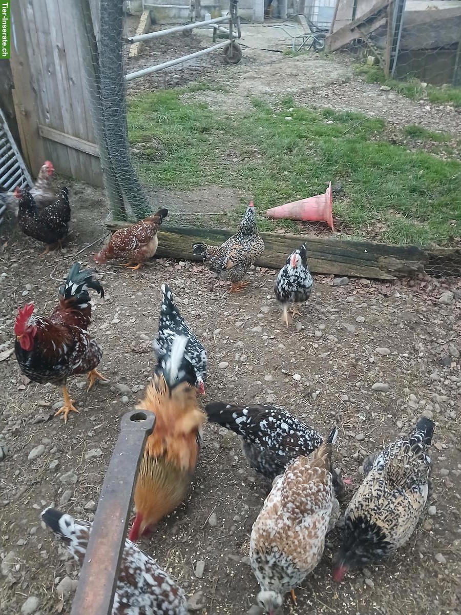 Bild 4: Bruteier Schwedische Blumenhühner