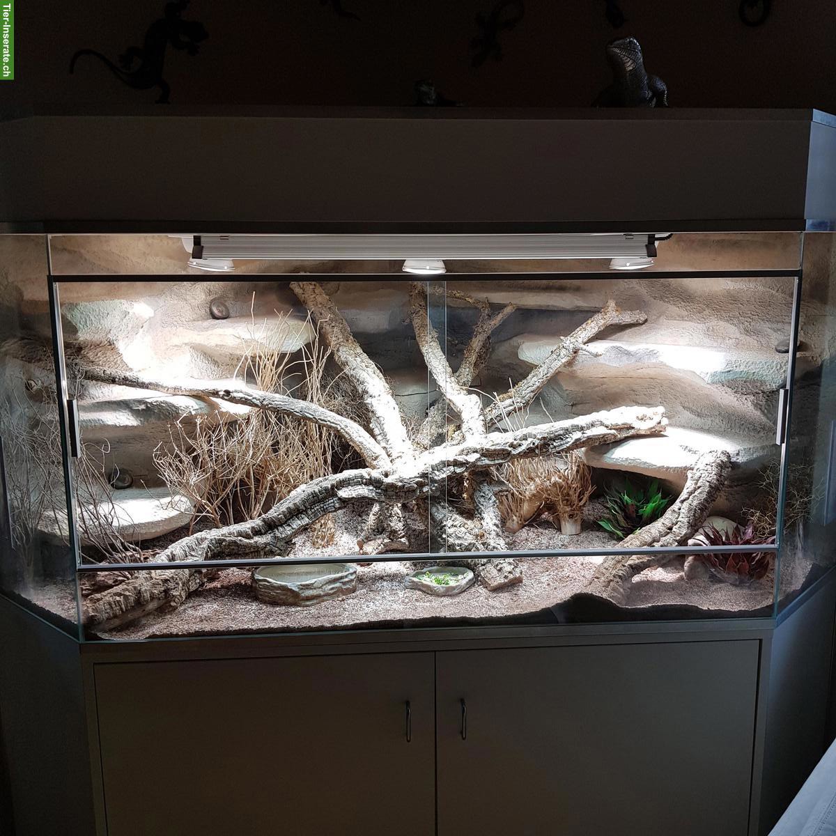 Delta-Eckterrarium inkl. Unterbaumöbel zu verkaufen