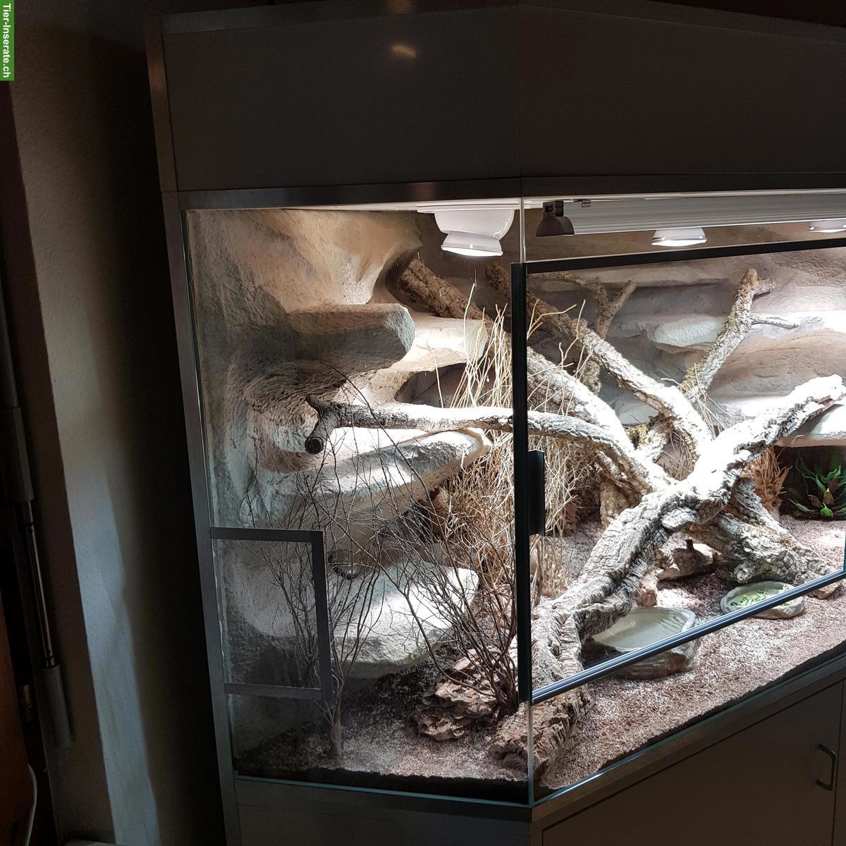 Bild 2: Delta-Eckterrarium inkl. Unterbaumöbel zu verkaufen