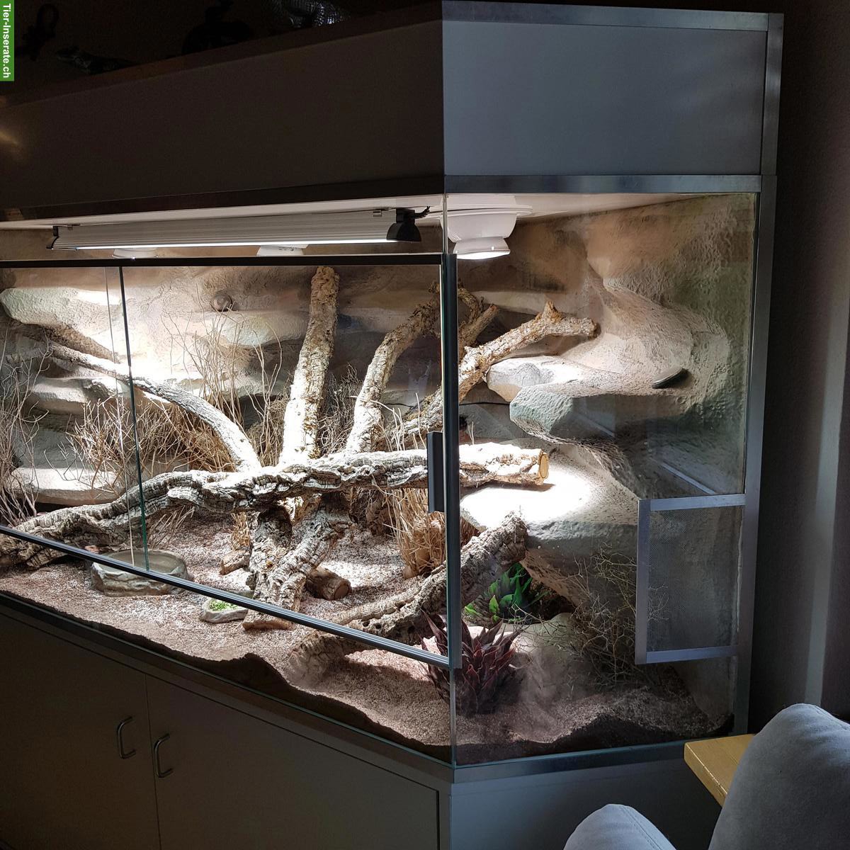 Bild 3: Delta-Eckterrarium inkl. Unterbaumöbel zu verkaufen