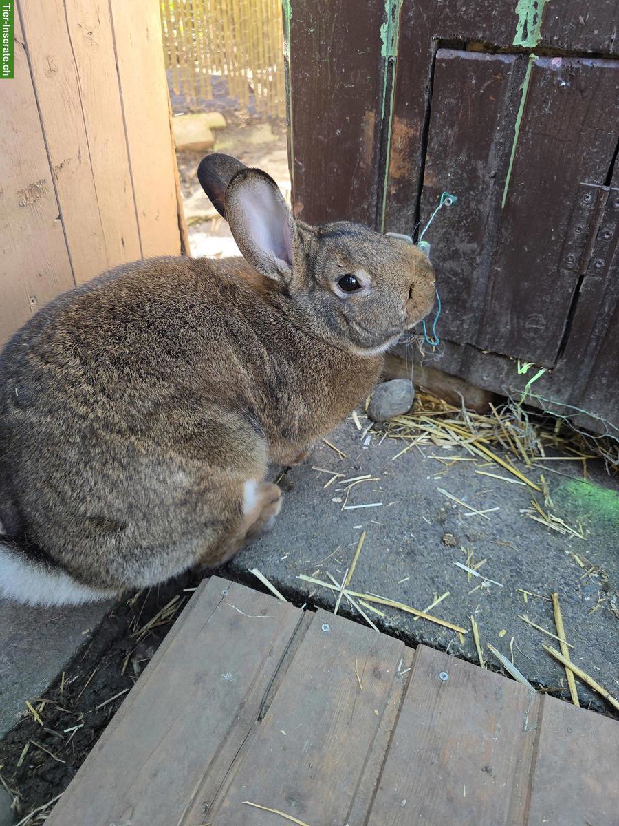 Graue Wiener Kaninchen (reinrassig) zu verkaufen
