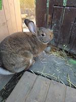 Graue Wiener Kaninchen (reinrassig) zu verkaufen